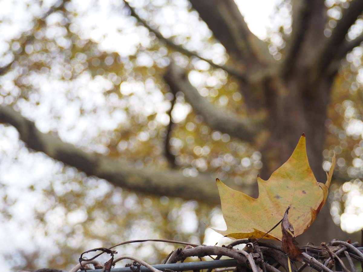 nuestras-raices/
